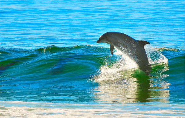 Beautiful Summer Scene: Dolphins in Maltese waters
