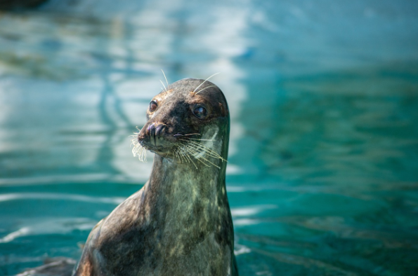 Marineland Malta
