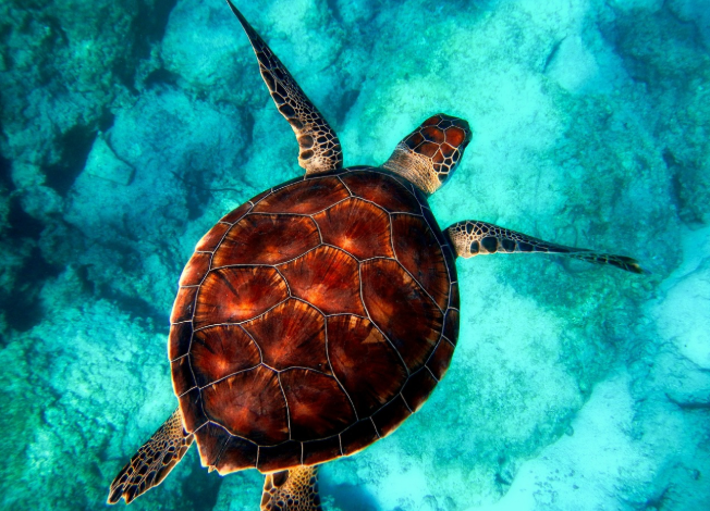 Sea turtles in Malta: what every beach lover should know