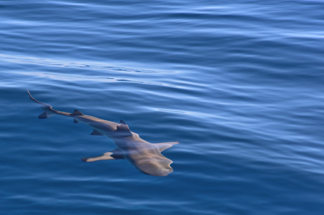 Sharks in Malta: rare and nothing to fear