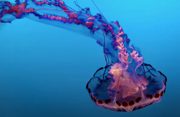 Meduse a Malta: specie, prevenzione e primo soccorso