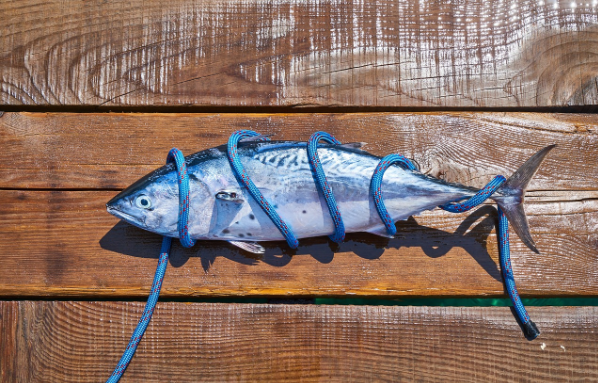 Fish farming in Malta: A key industry